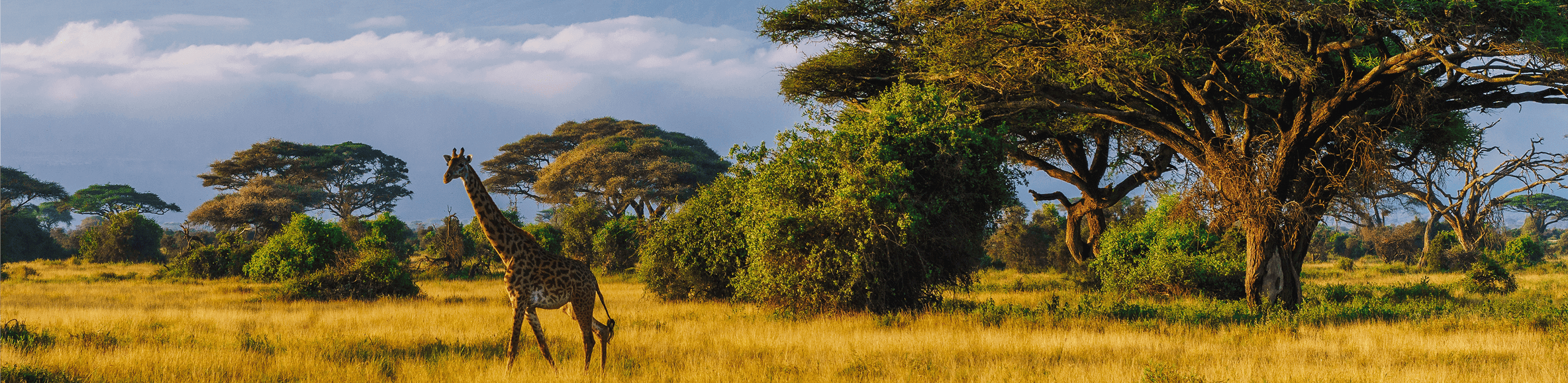 Afrique